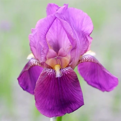 Ирис ИМПЕРАТОР бородатый в Кирове