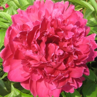 Пион ПУРПУРНЫЙ ФЕНИКС травянистый в Кирове