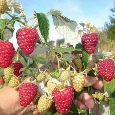 Малина ЖАР-ПТИЦА в Кирове