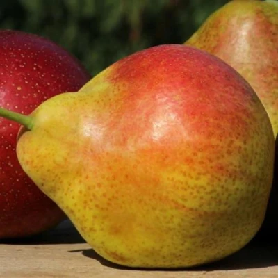 саженцы груши Татьяна