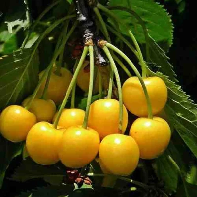 саженцы черешни Чермашная