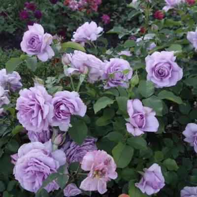 Роза ЛАВ СОНГ флорибунда в Кирове