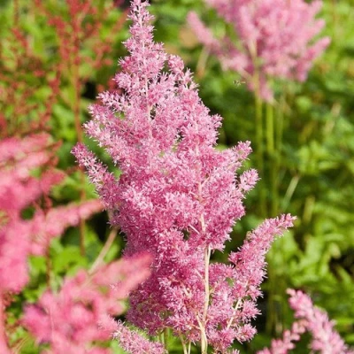 Астильба РЕЙНЛЕНД японская в Кирове