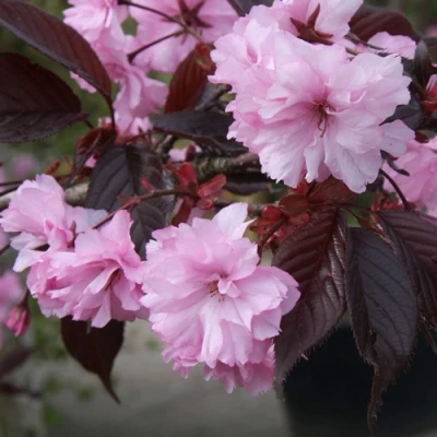 Сакура РОЯЛ БУРГУНДИ в Кирове