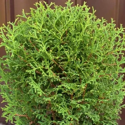 Туя ХОЗЕРИ западная в Кирове