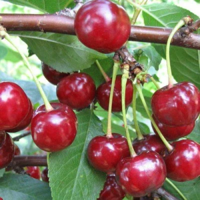 Вишня ТУРГЕНЕВКА в Кирове