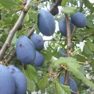 Слива ГИЛЬБЕРТ в Кирове