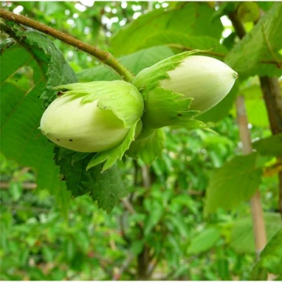 Фундук КОСФОРД в Кирове