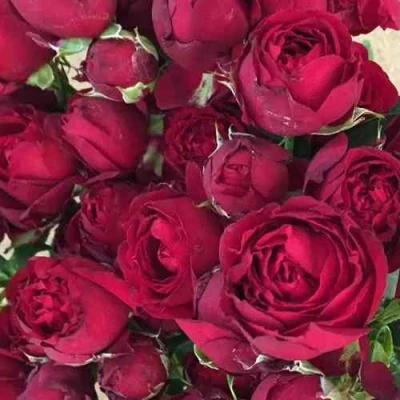 саженцы розы Ред Бабл