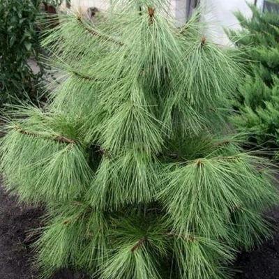 Сосна желтая  в Кирове