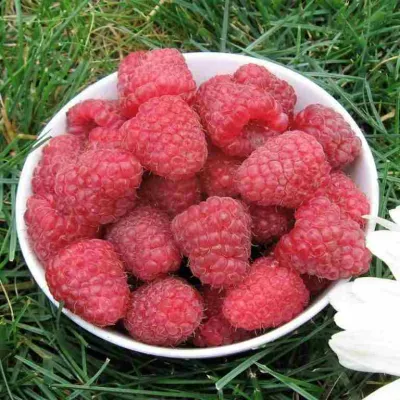 Малина КАРАМЕЛЬНАЯ в Кирове