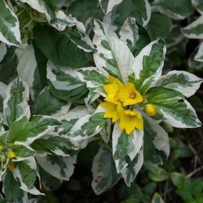 Вербейник АЛЕКСАНДР точечный в Кирове