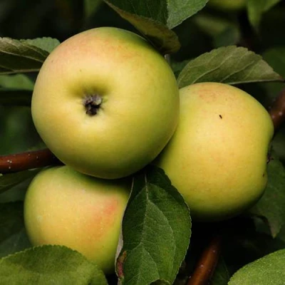 Яблоня ДАНИЛА в Кирове