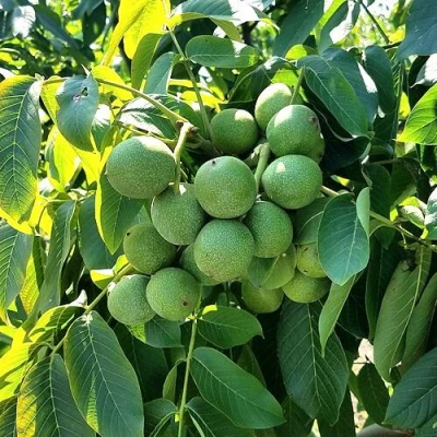 Грецкий орех  ИЗЯЩНЫЙ в Кирове