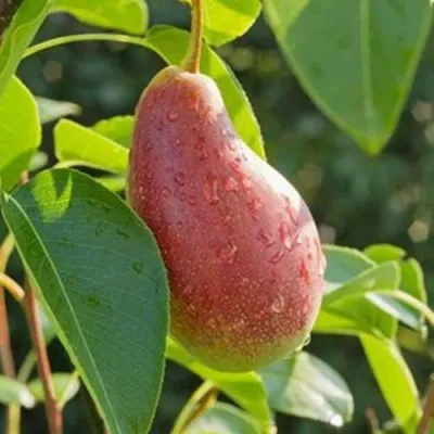 Груша ЯКОВЛЕВСКАЯ в Кирове