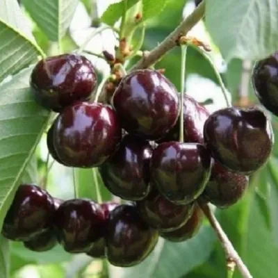 Черешня ЛЕНИНГРАДСКАЯ ЧЁРНАЯ в Кирове