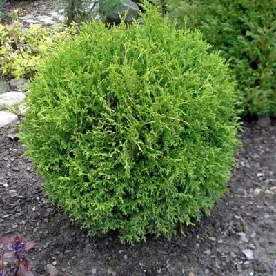 Туя ХОЗЕРИ западная в Кирове