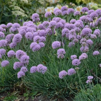 Лук ЛИЗА БЛЮ стареющий в Кирове