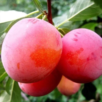 Слива КОМЕТА в Кирове