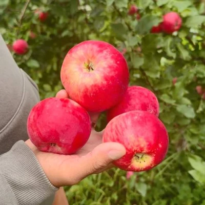 Яблоня АКСЕНА в Кирове