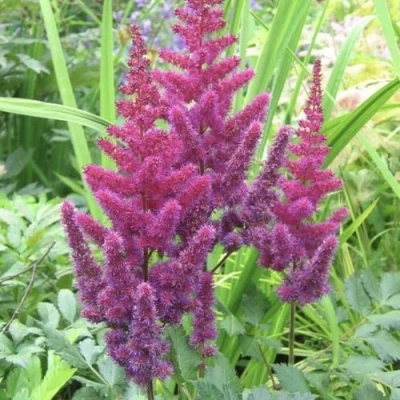 Астильба КАРАОКЕ ПАРТИ китайская в Кирове