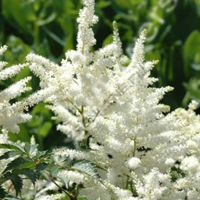 Астильба ХЭППИ ДЕЙ Арендса в Кирове