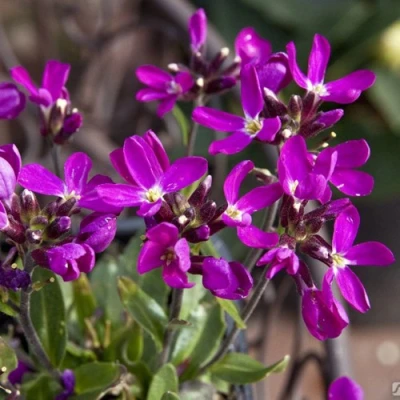 Арабис РОУЗ делайт в Кирове