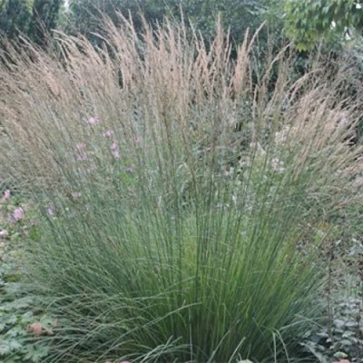 Молиния ХАЙДЕБРАУТ голубая в Кирове