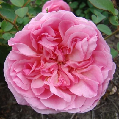 саженцы розы Хайди Холл