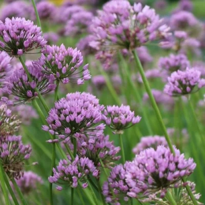 Лук угловатый в Кирове