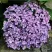 Гортензия АИША крупнолистная  в Кирове