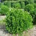 Самшит ФОЛКНЕР в Кирове