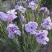 Ирис ИМПЕРИАЛ ОПАЛ сибирский в Кирове