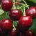 Черешня ГРОНКОВАЯ в Кирове