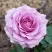 Роза ЛАВ СОНГ флорибунда в Кирове