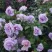 Роза ЛАВ СОНГ флорибунда в Кирове