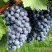 Виноград ВЭЛИАНТ в Кирове