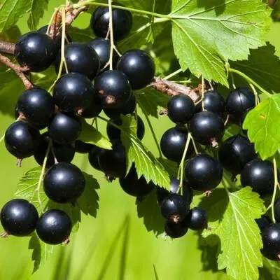 Саженцы смородины оптом в Кирове