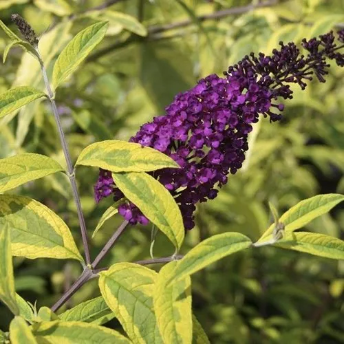 Буддлея давида САНТАНА   Буддлея давида САНТАНА  в Кирове