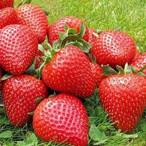 Клубника ЭЛИАНЕ  Клубника ЭЛИАНЕ в Кирове