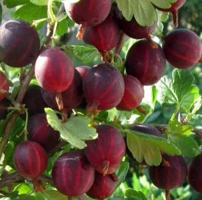 Cаженцы крыжовника оптом в Кирове