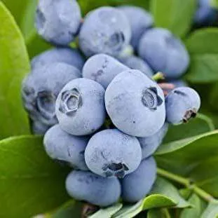 Ранние сорта в Кирове