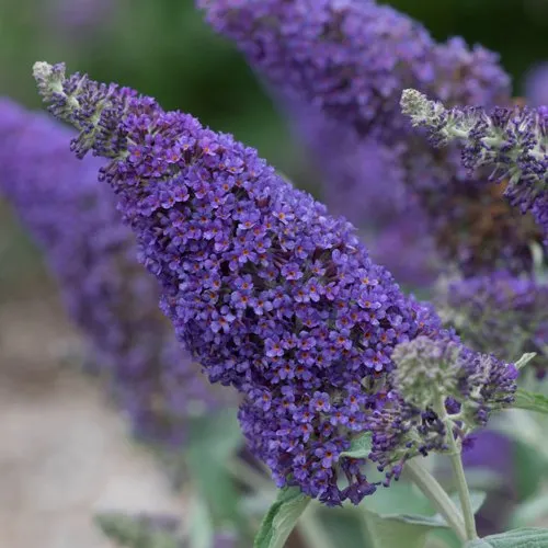 Буддлея НАНО ПЕРПЛ   Буддлея НАНО ПЕРПЛ  в Кирове