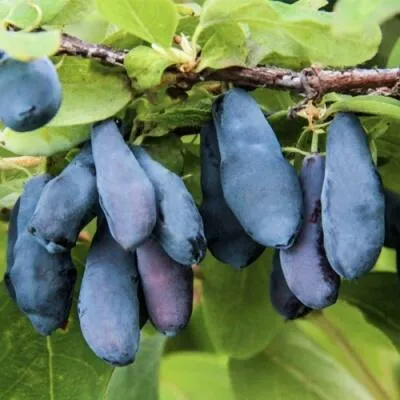 Саженцы жимолости оптом в Кирове