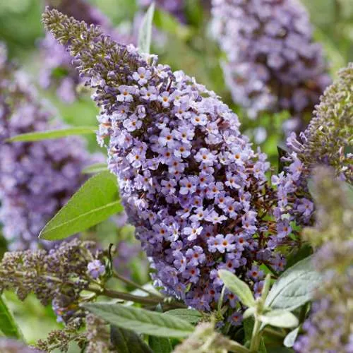 Буддлея давида БАТТЕРФЛЯЙ КАНДИ ЛИЛА СВИТХАРТ  Буддлея давида БАТТЕРФЛЯЙ КАНДИ ЛИЛА СВИТХАРТ в Кирове