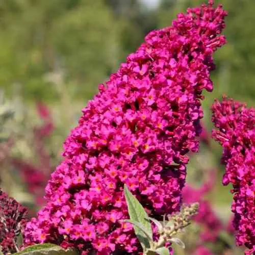 Буддлея давида РОЯЛ РЕД  Буддлея давида РОЯЛ РЕД в Кирове