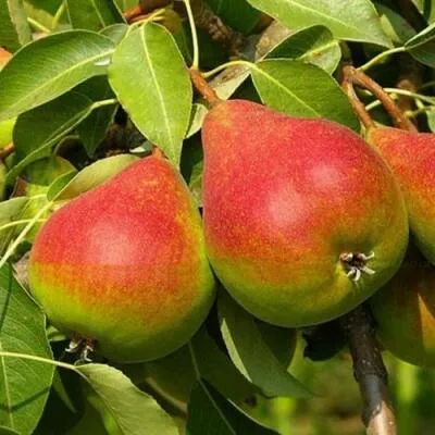 Саженцы груши оптом в Кирове