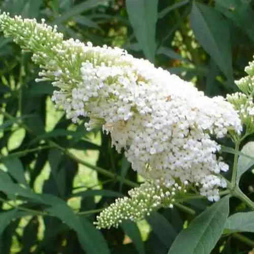 Буддлея давида ВАЙТ ПРОФЬЮЖН  Буддлея давида ВАЙТ ПРОФЬЮЖН в Кирове