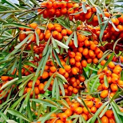 Саженцы облепихи оптом в Кирове