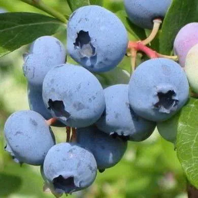 Поздние сорта в Кирове